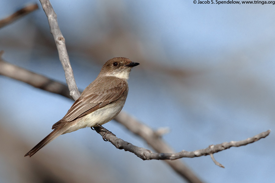 Eastern Phoebe