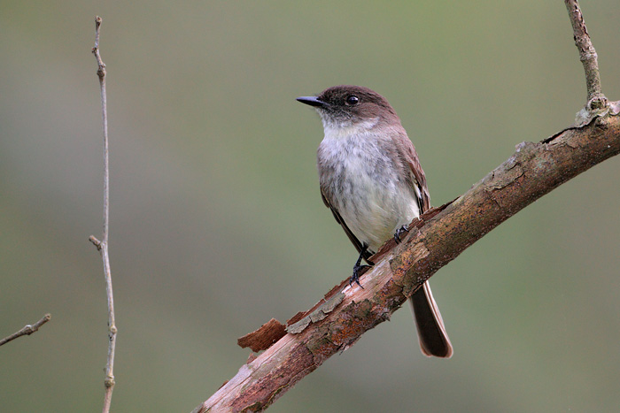 Eastern Phoebe