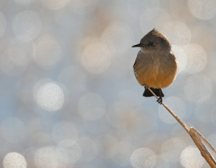 Say's Phoebe