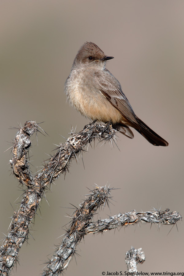 Say's Phoebe