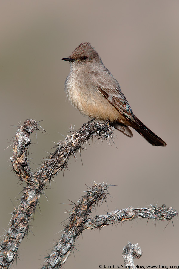 Say's Phoebe