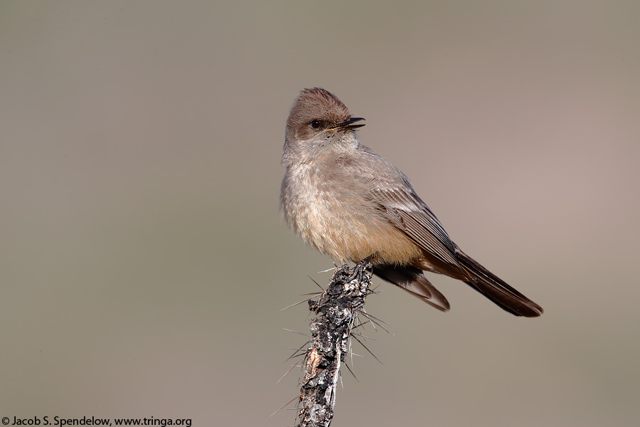 Say's Phoebe