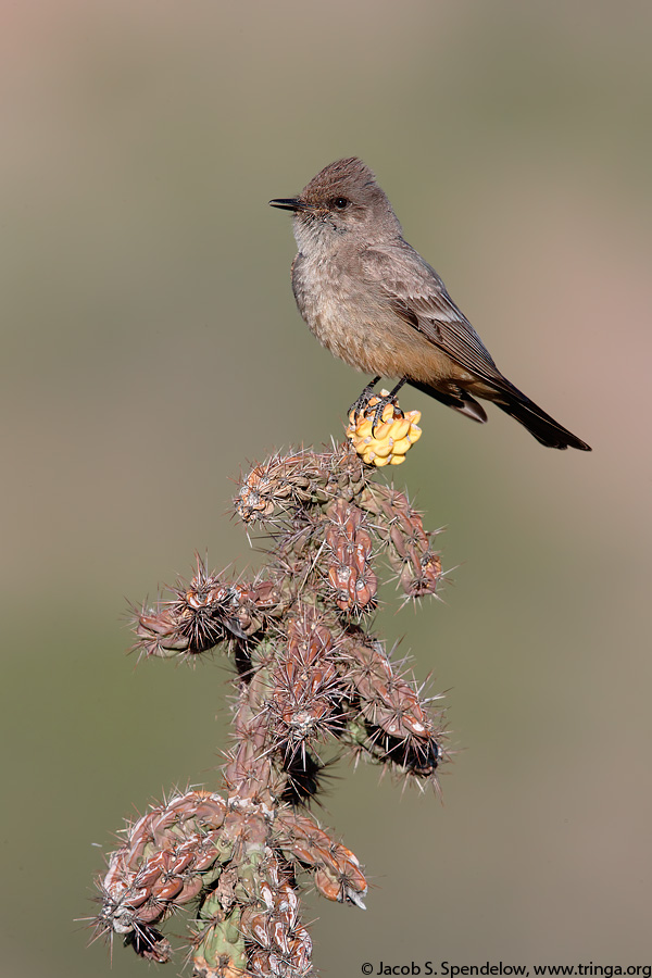 Say's Phoebe