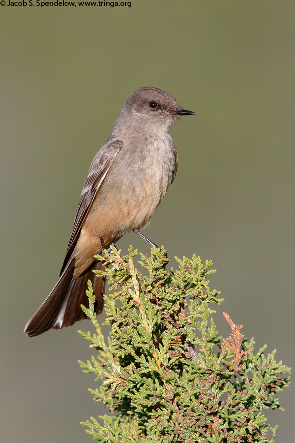 Say's Phoebe