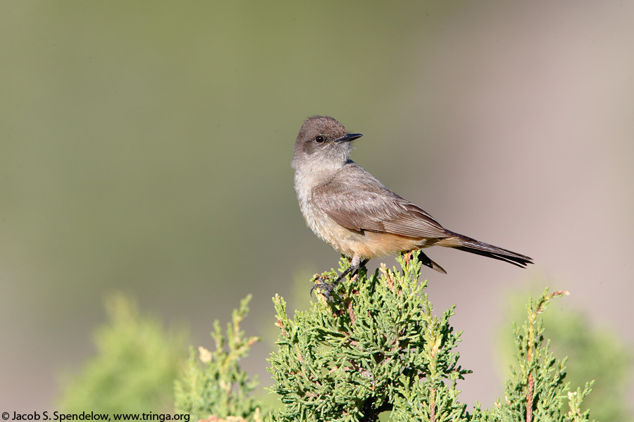 Say's Phoebe