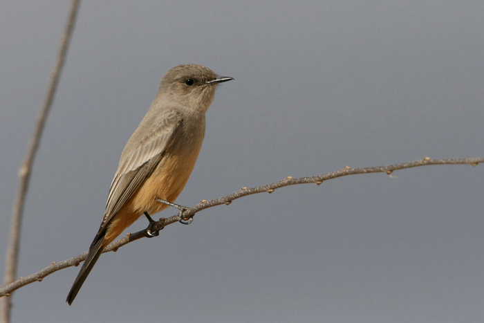 Say's Phoebe