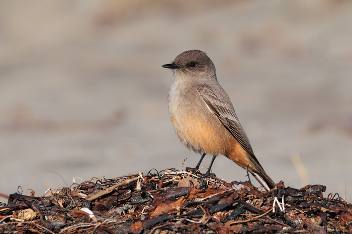 Say's Phoebe