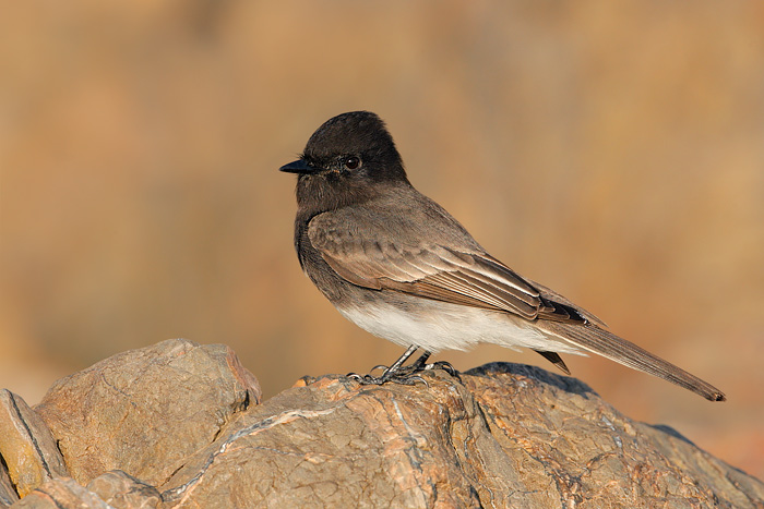 Black Phoebe