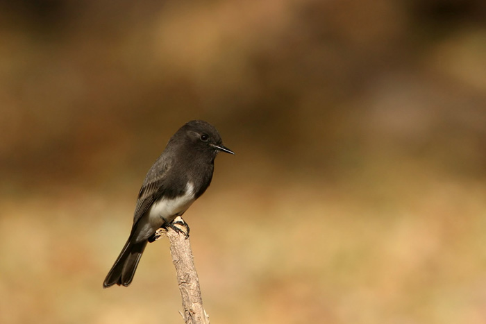 Black Phoebe