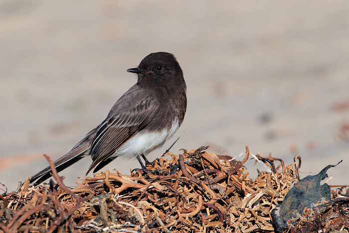 Black Phoebe