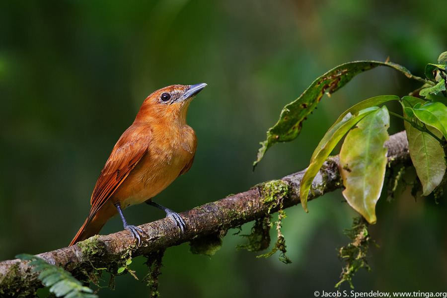 Rufous Mourner