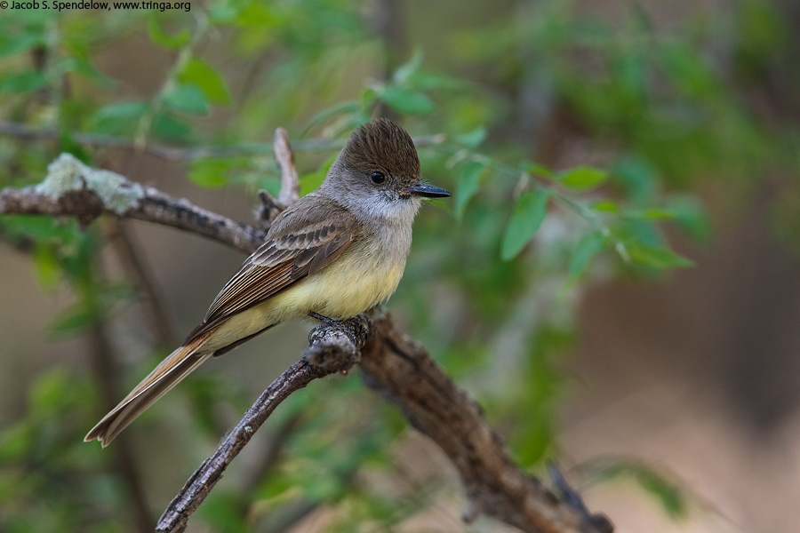 Dusky-capped Flycatcher