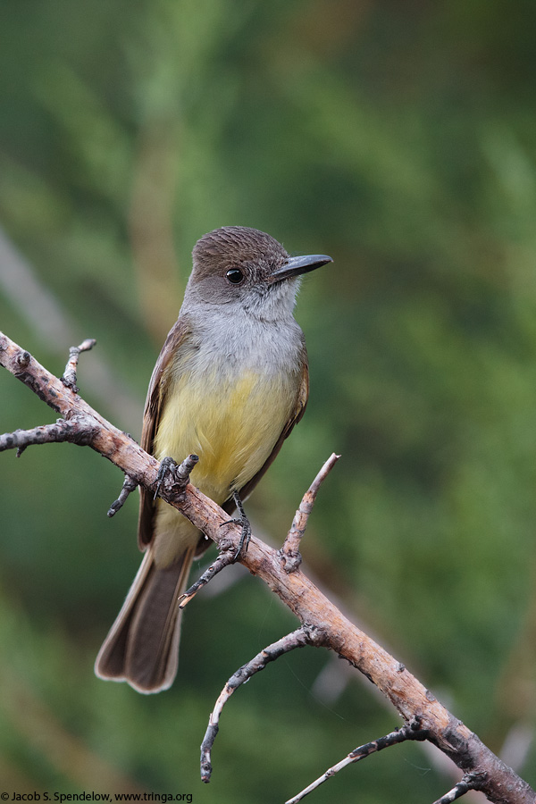 Dusky-capped Flycatcher