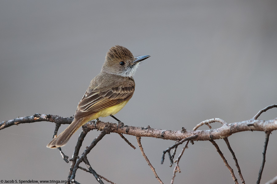 Dusky-capped Flycatcher