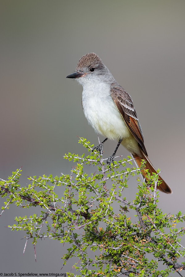 Ash-throated Flycatcher