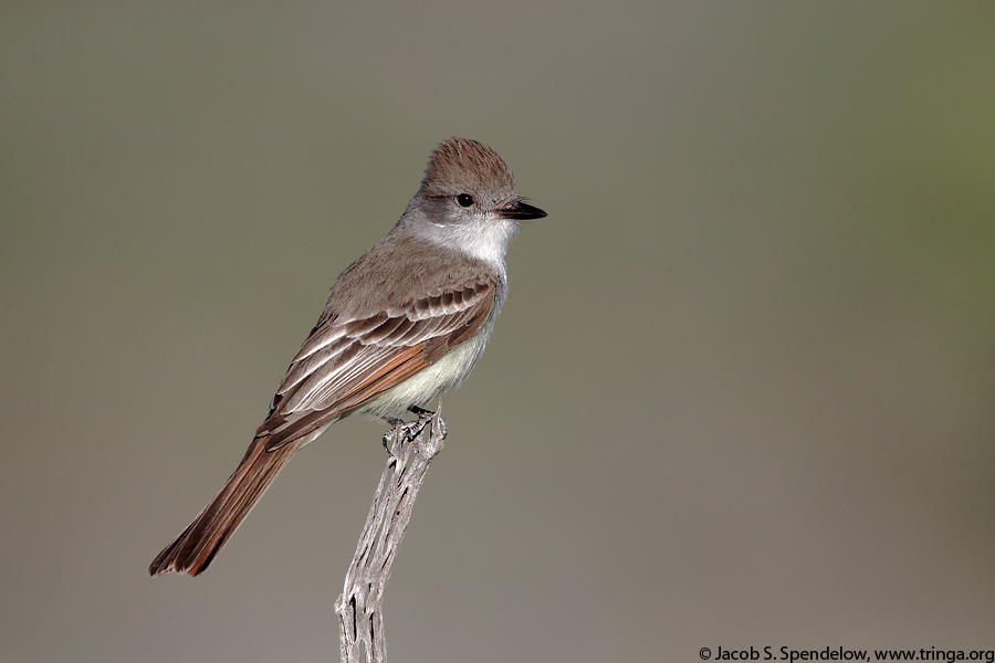 Ash-throated Flycatcher