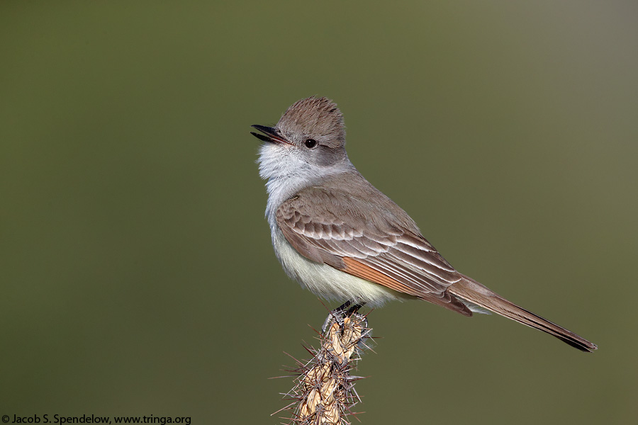 Ash-throated Flycatcher