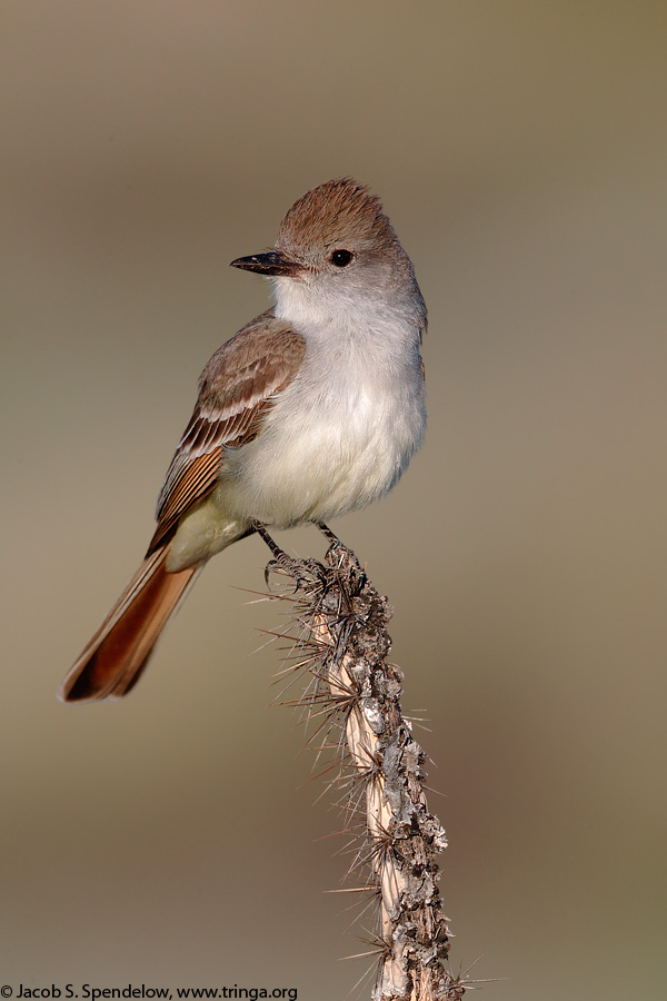 Ash-throated Flycatcher