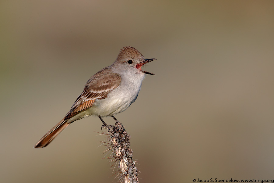 Ash-throated Flycatcher