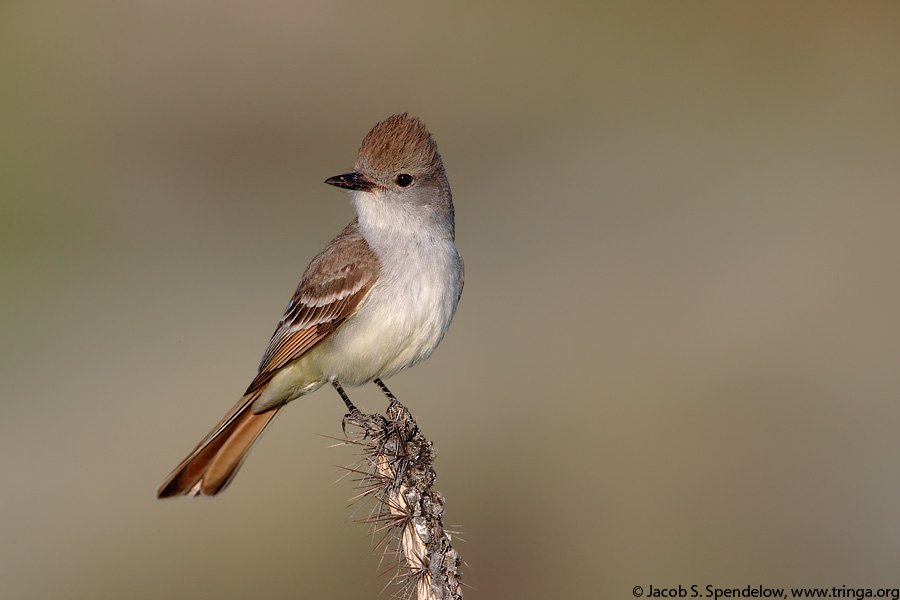 Ash-throated Flycatcher