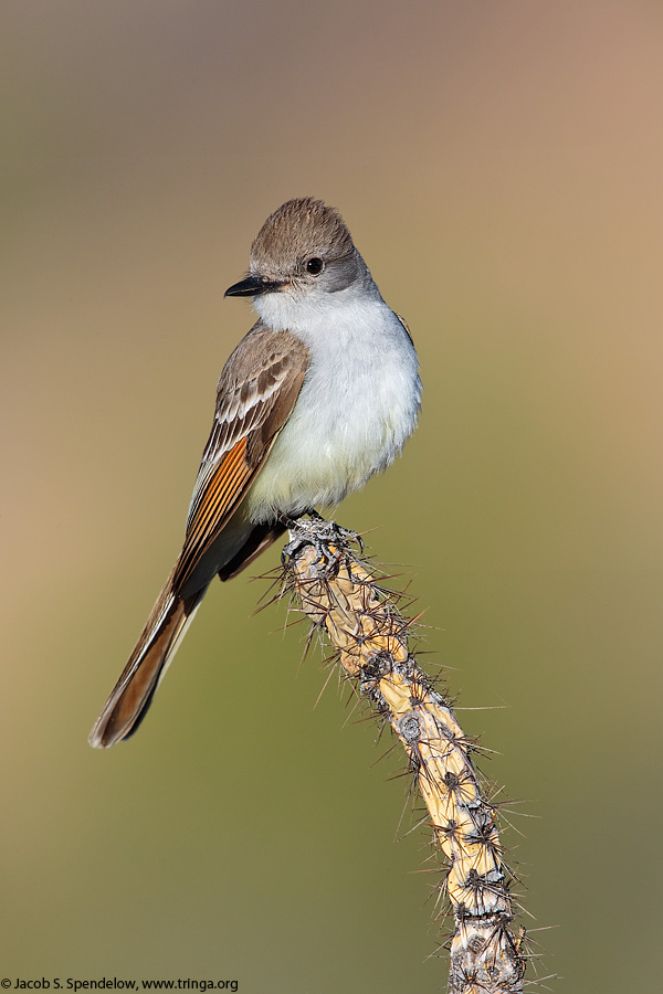 Ash-throated Flycatcher