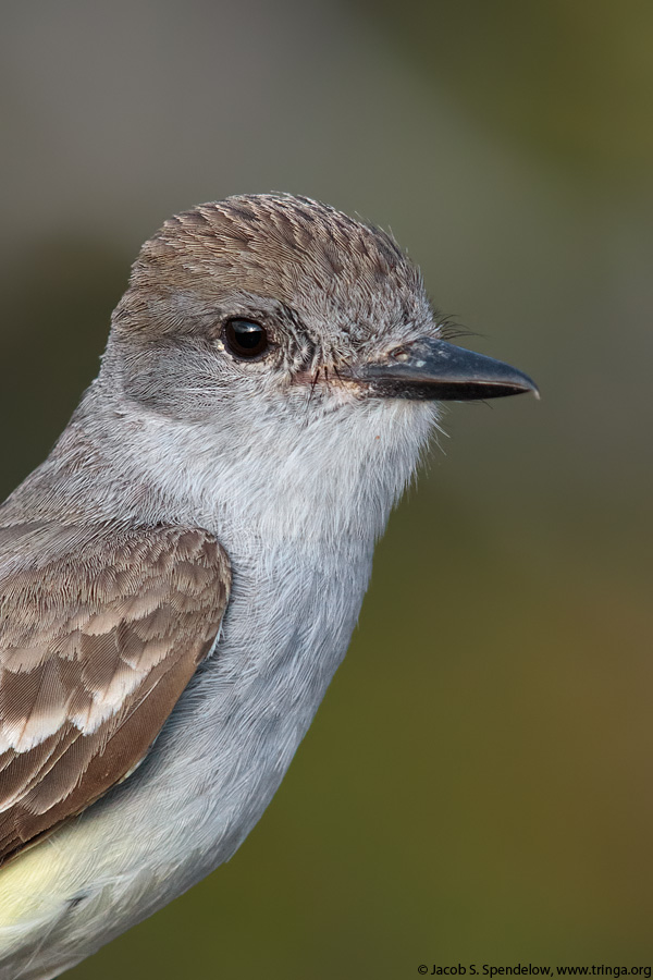 Ash-throated Flycatcher