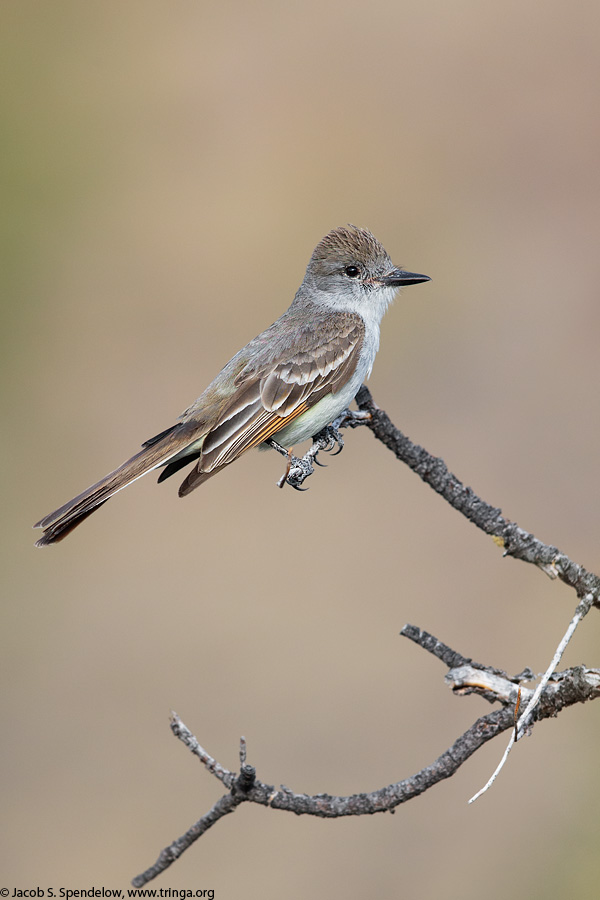 Ash-throated Flycatcher