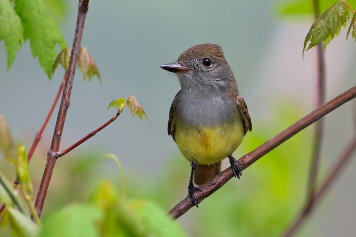 Great Crested Flycatcher