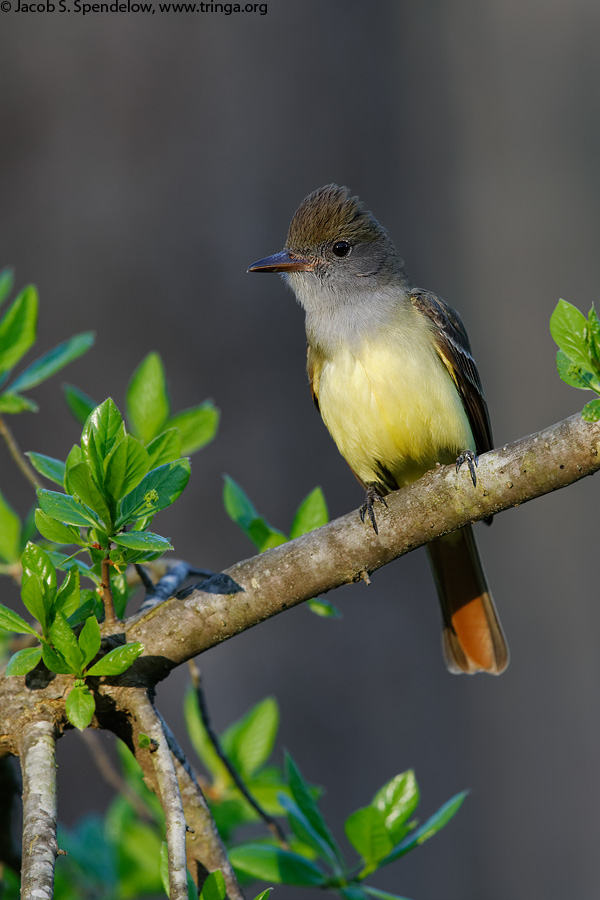 Great Crested Flycatcher