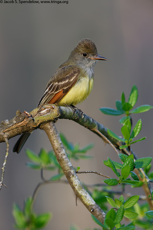 Great Crested Flycatcher