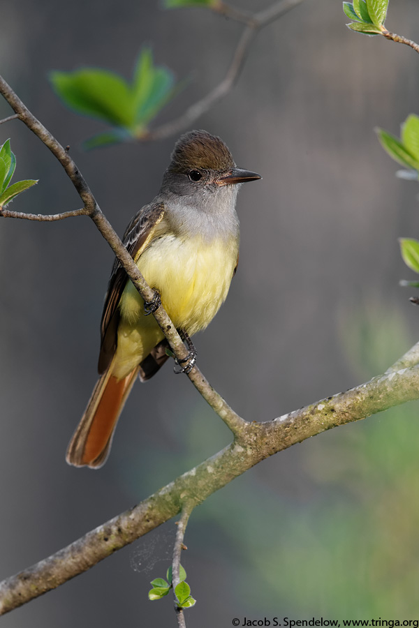 Great Crested Flycatcher