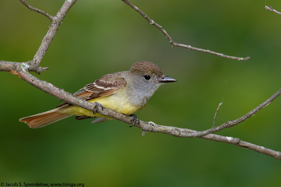 Great Crested Flycatcher