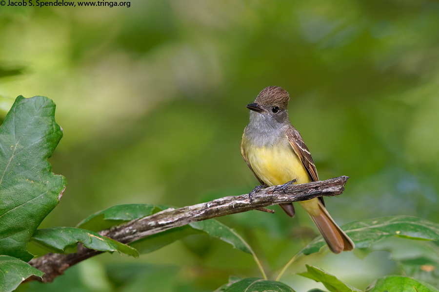 Great Crested Flycatcher