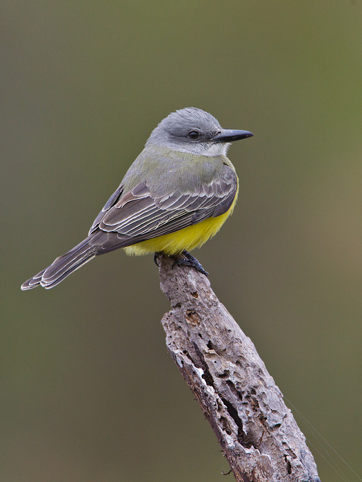 Tropical Kingbird