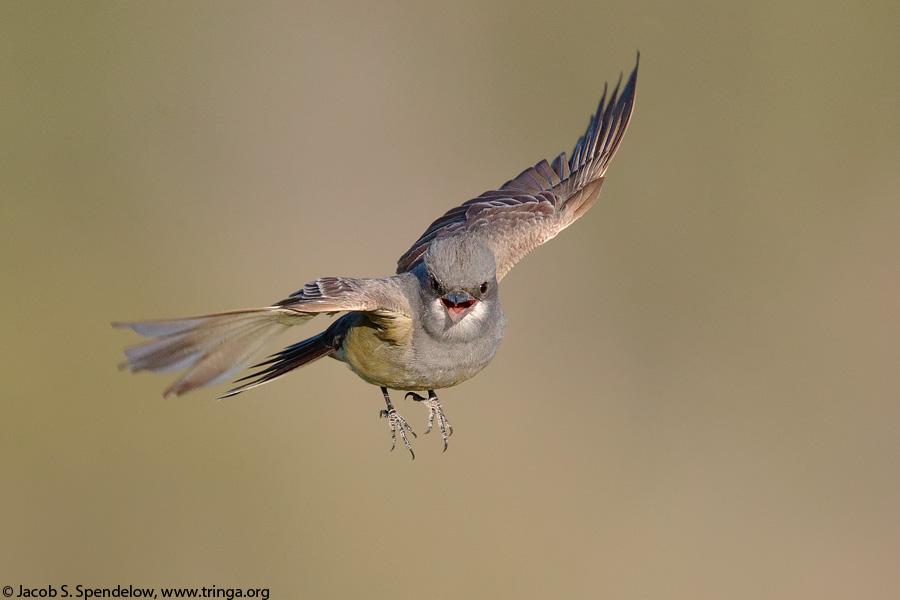 Cassin's Kingbird