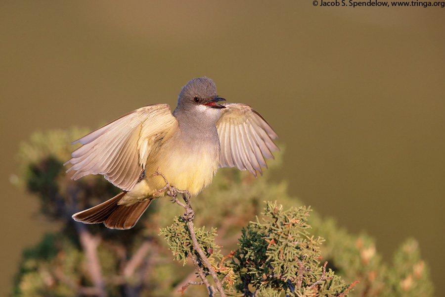 Cassin's Kingbird