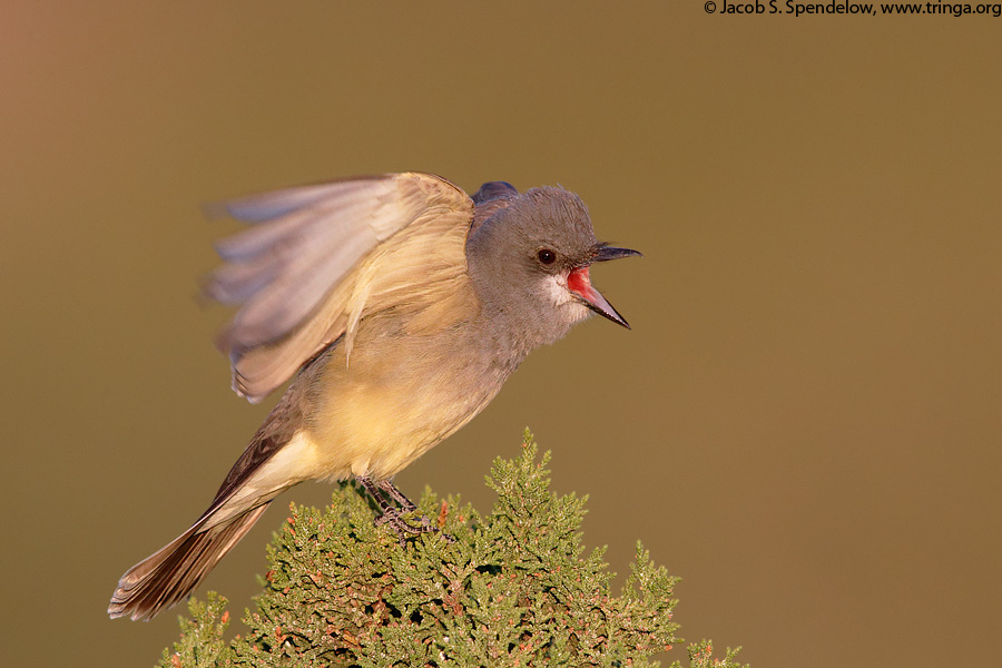 Cassin's Kingbird