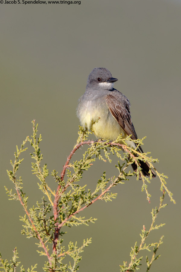 Cassin's Kingbird