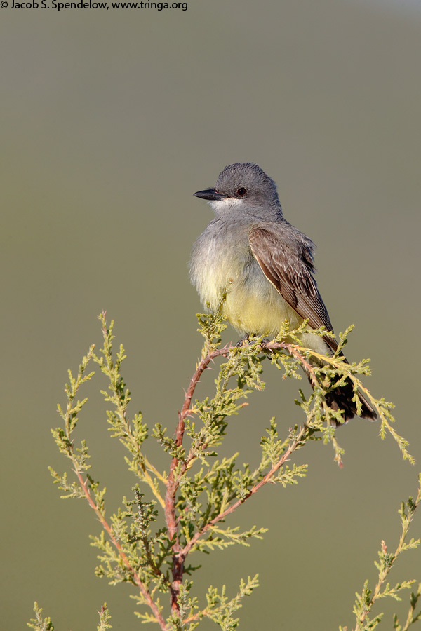 Cassin's Kingbird