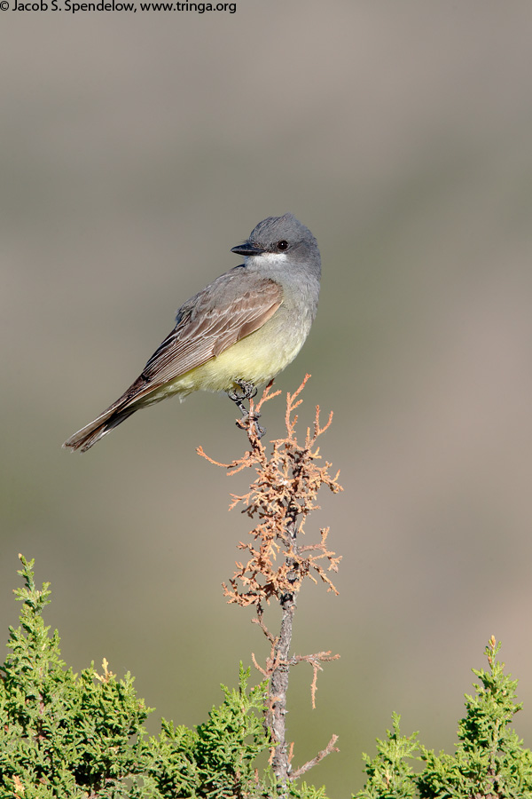 Cassin's Kingbird