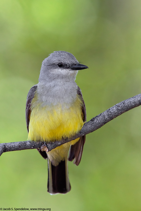 Western Kingbird