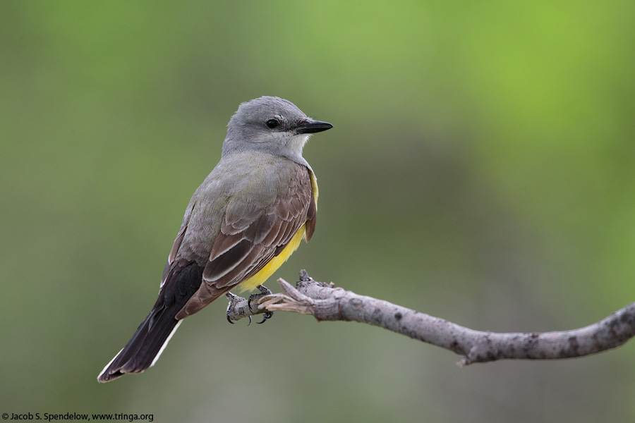 Western Kingbird