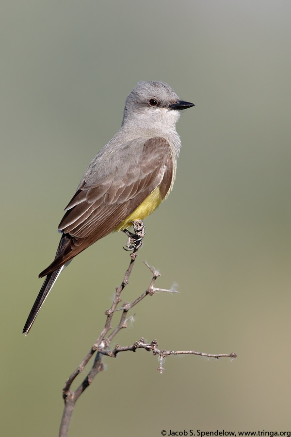 Western Kingbird