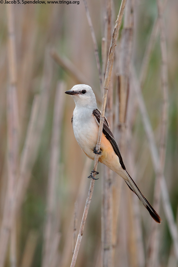 Scissor-tailed Flycatcher