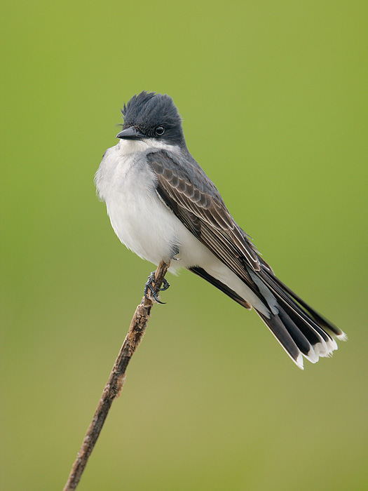 Eastern Kingbird