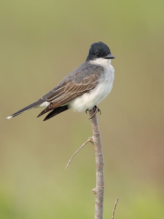 Eastern Kingbird