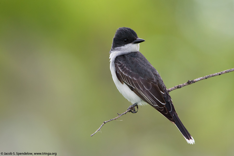 Eastern Kingbird