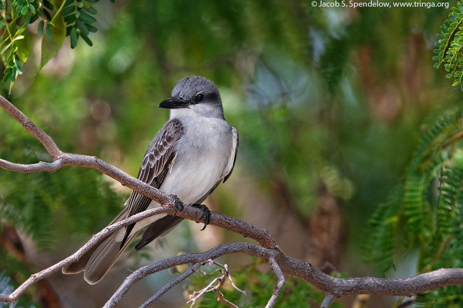 Gray Kingbird