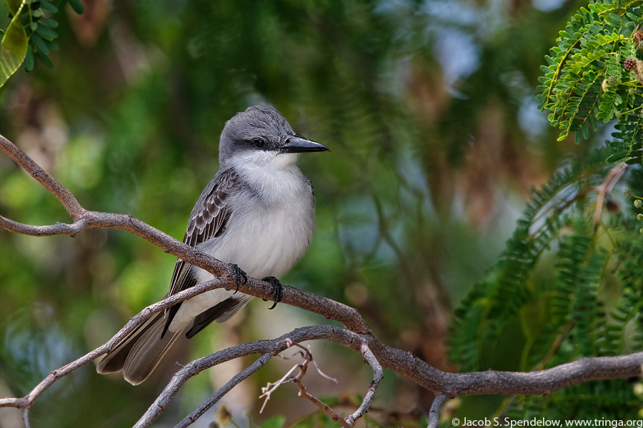 Gray Kingbird