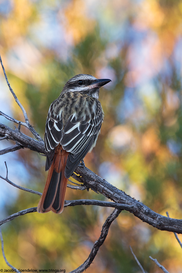 Sulphur-bellied Flycatcher